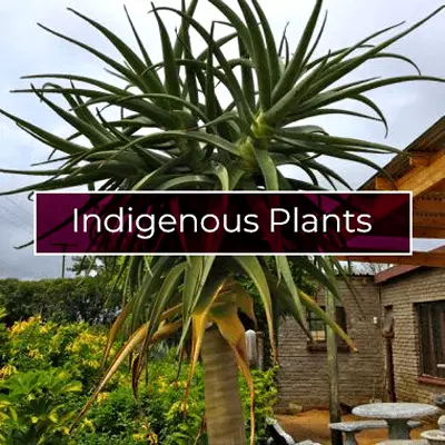 Indigenous Plants