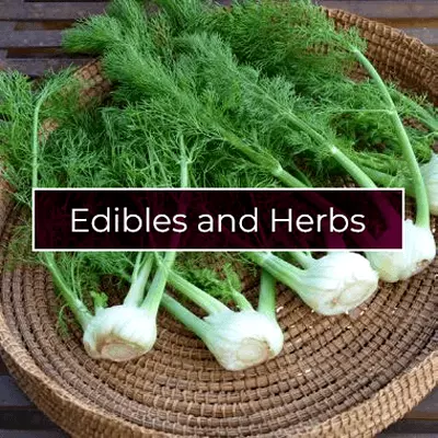 Edibles and Herbs