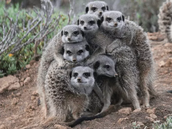 Five Shy Meerkats